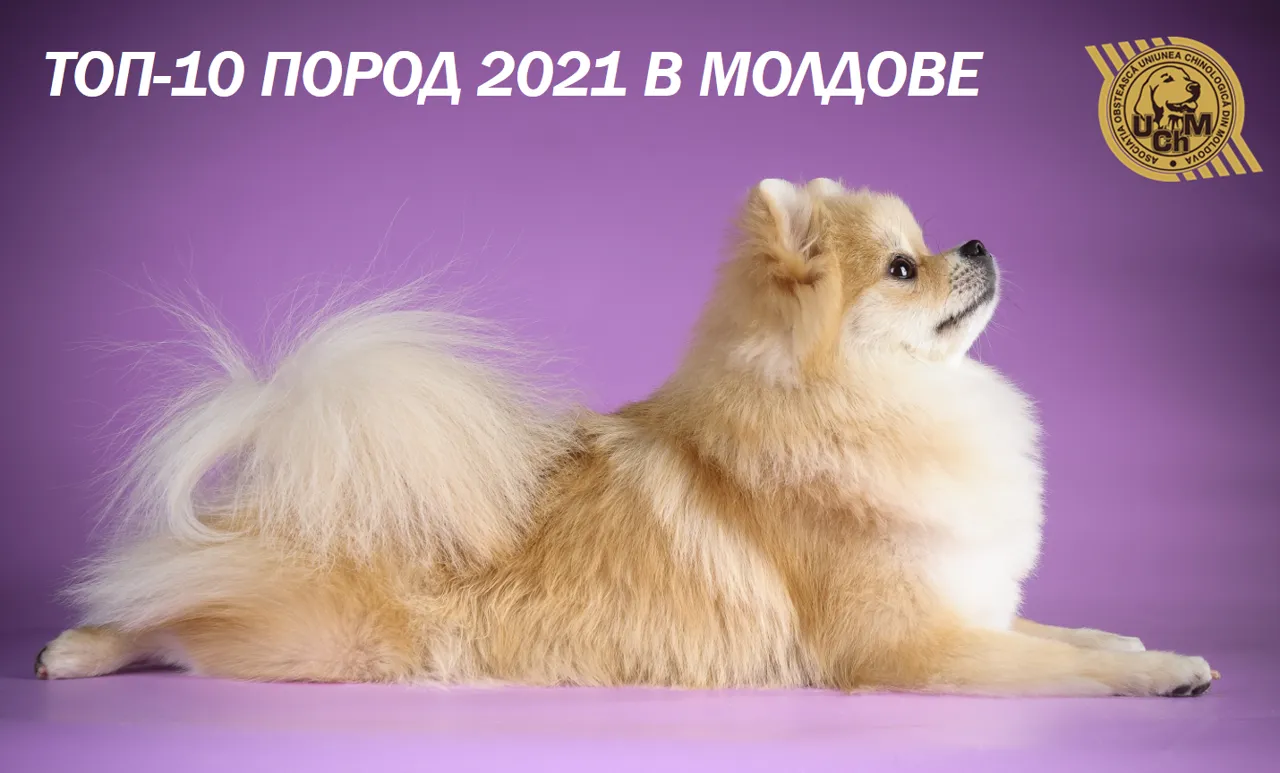 Кинологический Союз Молдовы: Топ-10 пород 2021 в Молдове