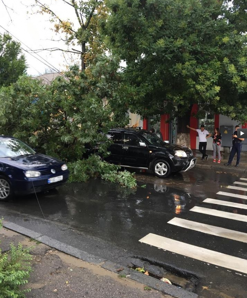Дерево упало на машину во время ливня в Кишиневе