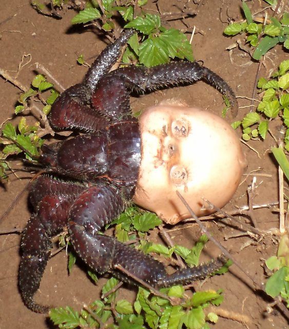 Живущего в кукле рака-отшельника сняли на фото