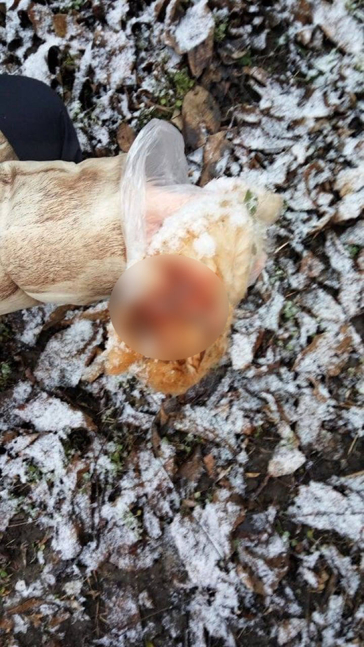 Animale găsite ucise pe strada Independenţei din Capitală