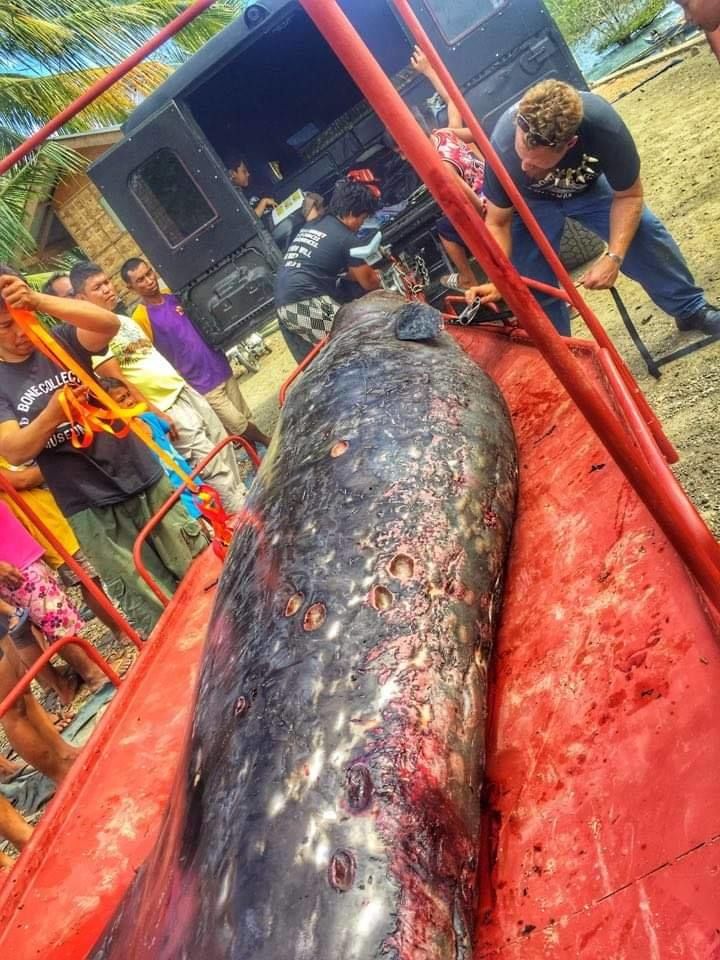 В желудке мертвого кита нашли аномальное количество пластика