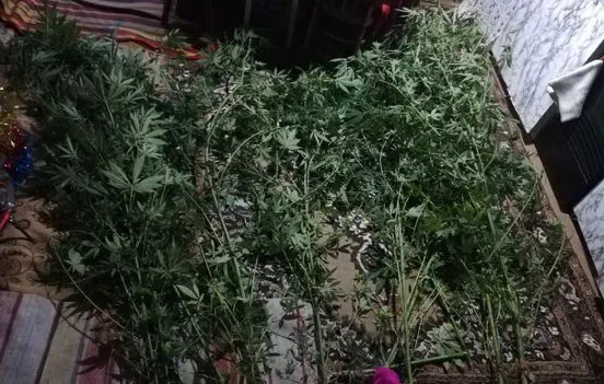 В Чок-Майдане изъяли партию наркотиков на сумму более миллиона леев
