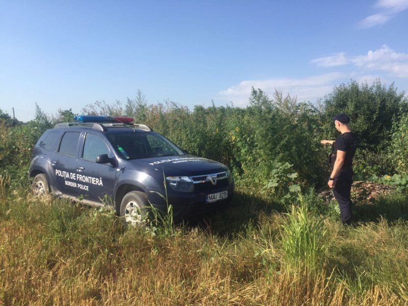 Пограничники выявили вблизи молдо-румынской границы поле конопли