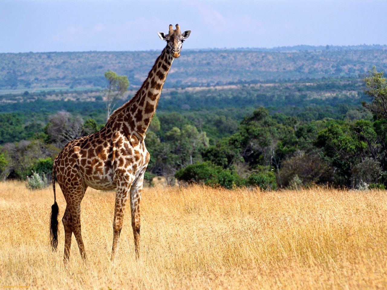 Girafele, o specie ameninţată cu dispariţia