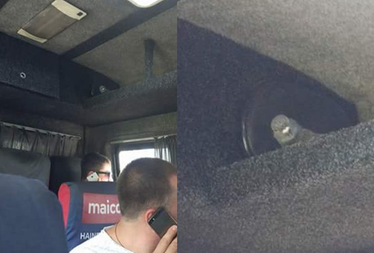 În Chișinău, până și PORUMBEII merg cu transportul public! În ce microbuz de rută a fost surprins unul - FOTO