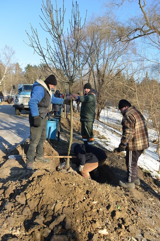 В Долине роз вместо спиленных деревьев высадили новые