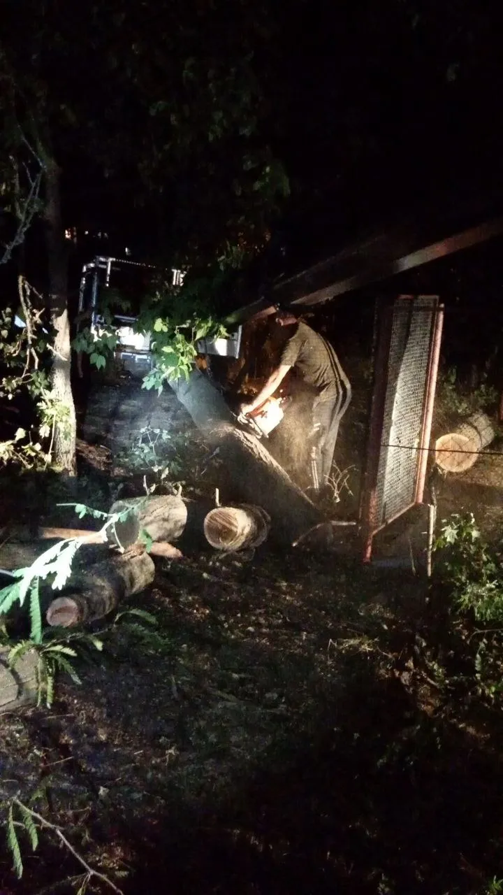 Rafale de vânt în Capitală: Mai mulți copaci au fost doborâți peste mașini
