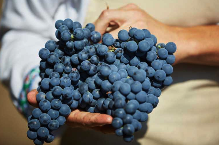 Carlevana Winery переживает ренессанс ®