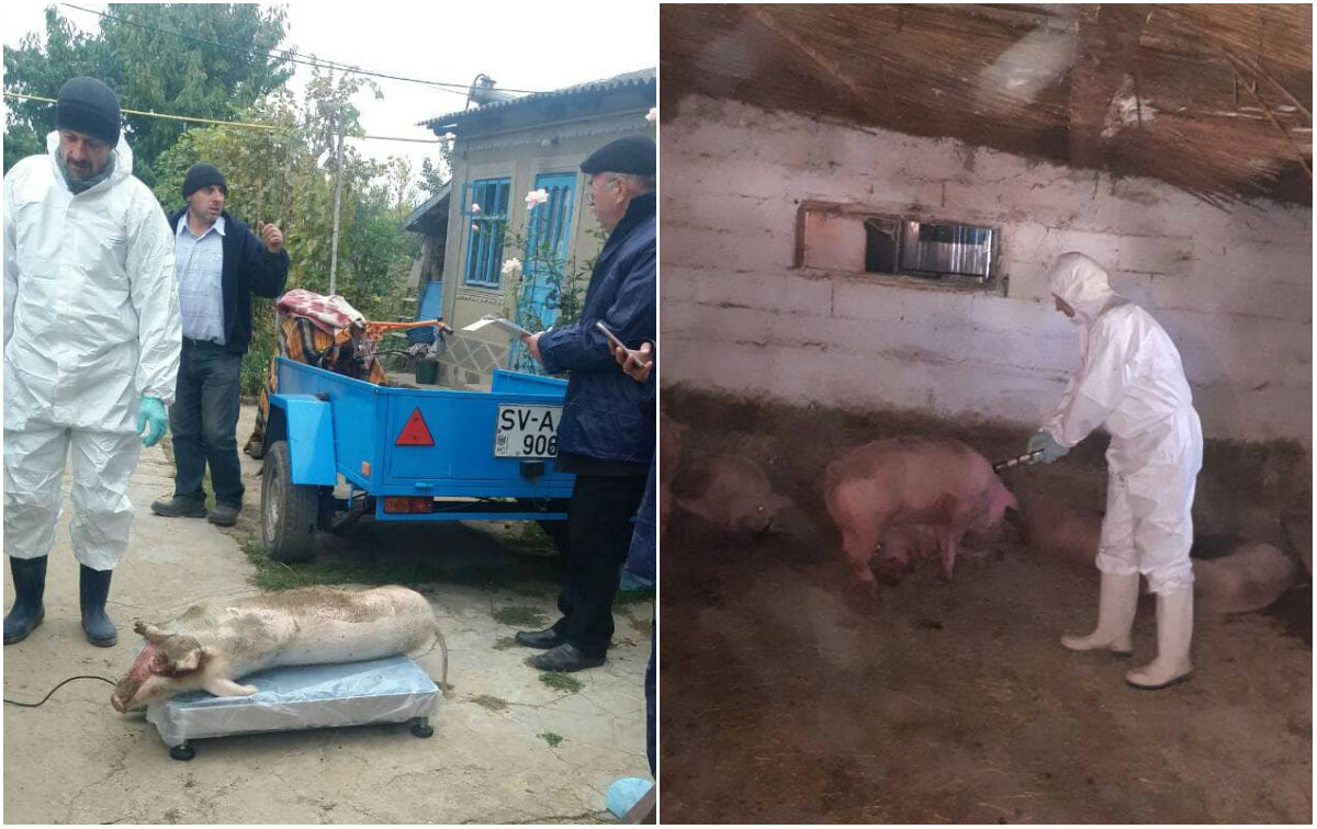 В районе Штефан Водэ начался убой свиней