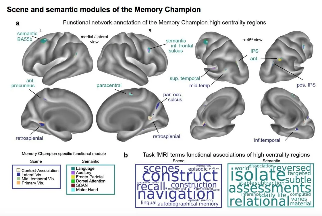 МРТ показала, как работает мозг чемпиона США по запоминанию