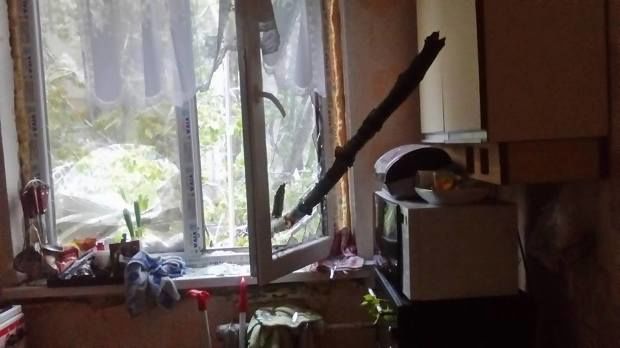 S-a trezit cu un copac în apartament. Proprietara a rămas „înlemnită”