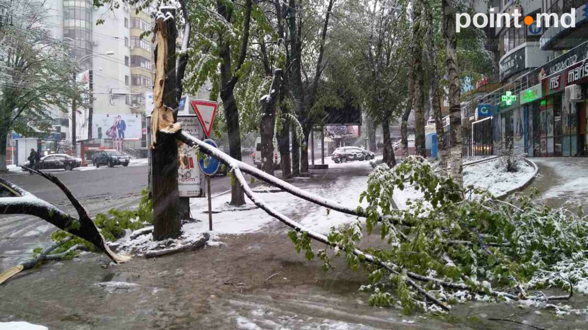 Не выдержав мокрого снега, в Кишиневе стали падать деревья