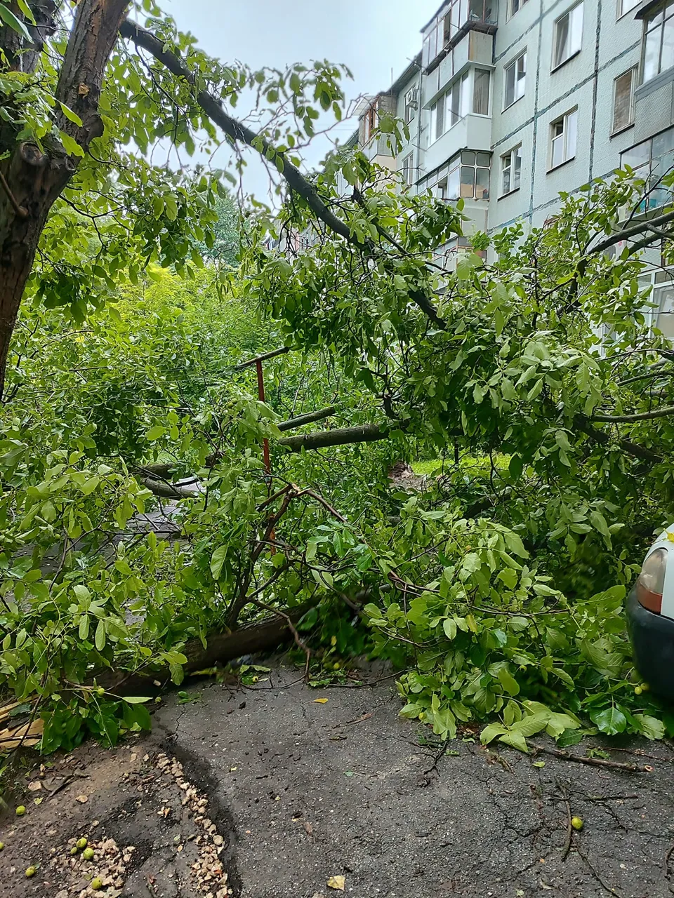 На Буюканах упавшие деревья повредили автомобили