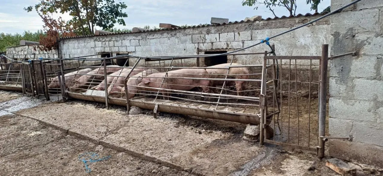 Surprize pentru proprietarii de abatoare și ferme. ANSA a efectuat mai multe inspecții