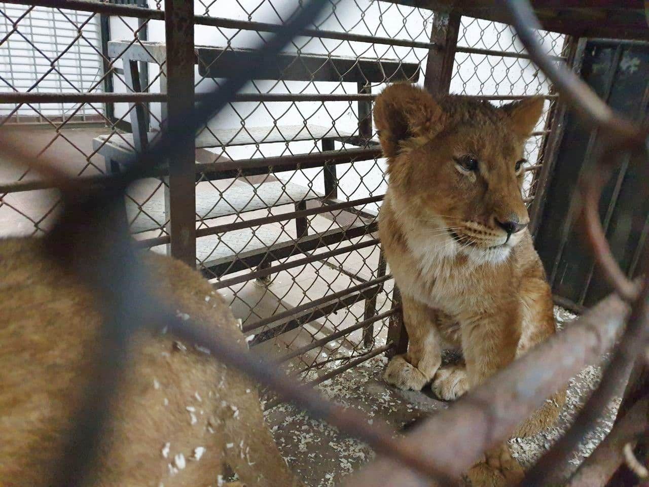 Кишиневский зоопарк приобрел четырех африканских львов