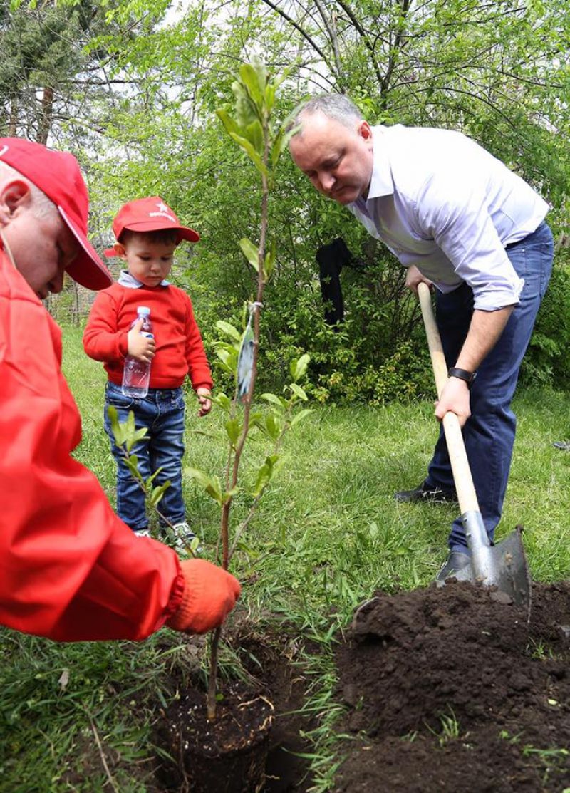 Dodon a schimbat cravata și pixul pe drujbă și cazma