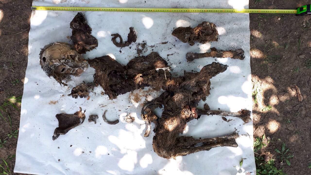 Жительница Ниспорен нашла в туалете своего дома человеческие останки