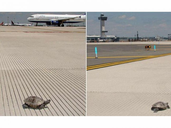 Peste 40 de broaşte ţestoase pe Aeroportul JFK din New York. Cum au reacționat pasagerii