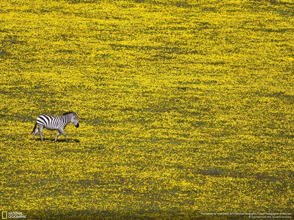 National Geographic показал лучшие фото природы