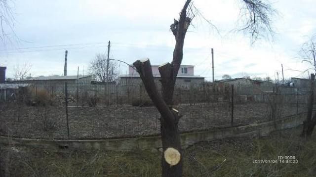 Жители муниципия Бельцы попались на незаконной вырубке деревьев