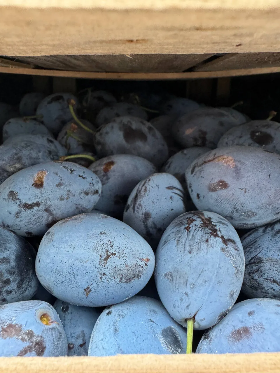 Tone de prune infectate, provenite din Moldova, vor fi distruse în Rusia