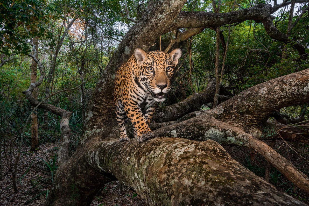 National Geographic выбрал лучшие фото 2017 года