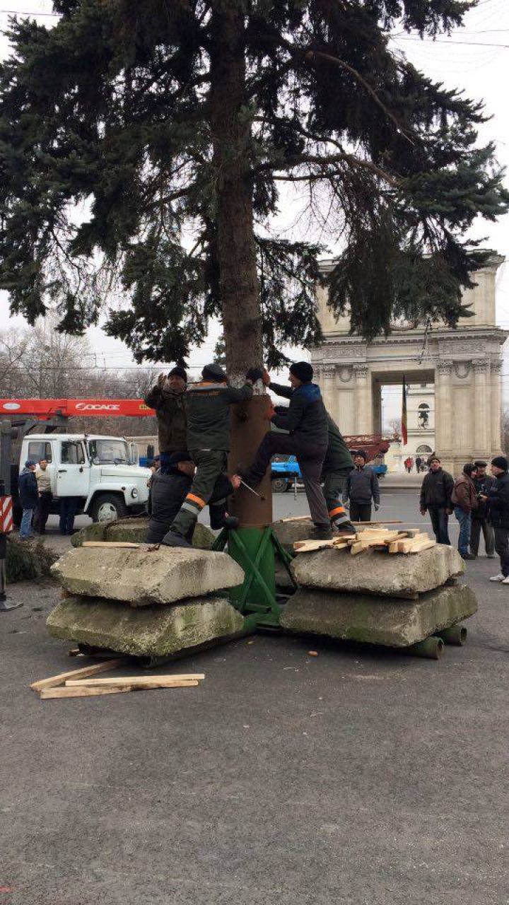 Pomul de Crăciun a fost adus în PMAN. Impresiile locuitorilor Capitalei