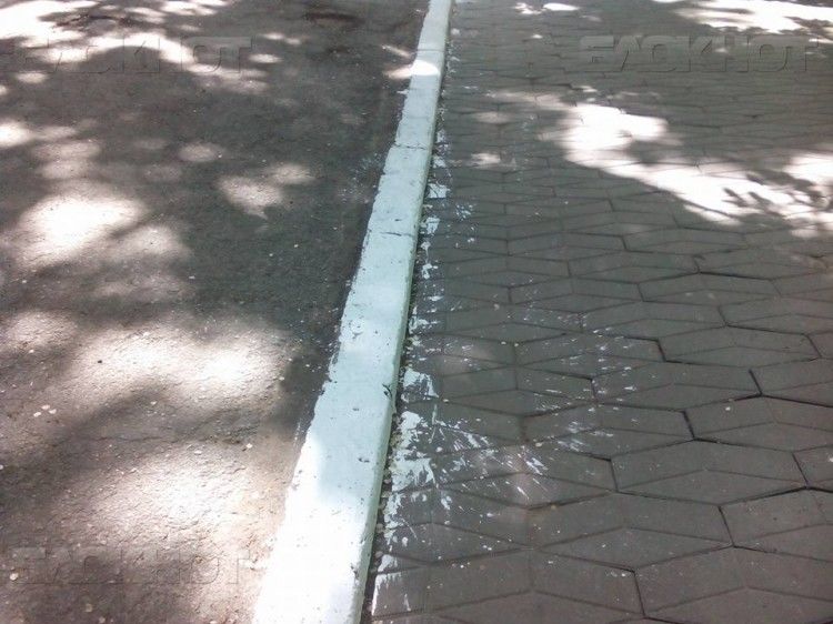 Примэрия призывает кишиневцев не красить в городе деревья и бордюры