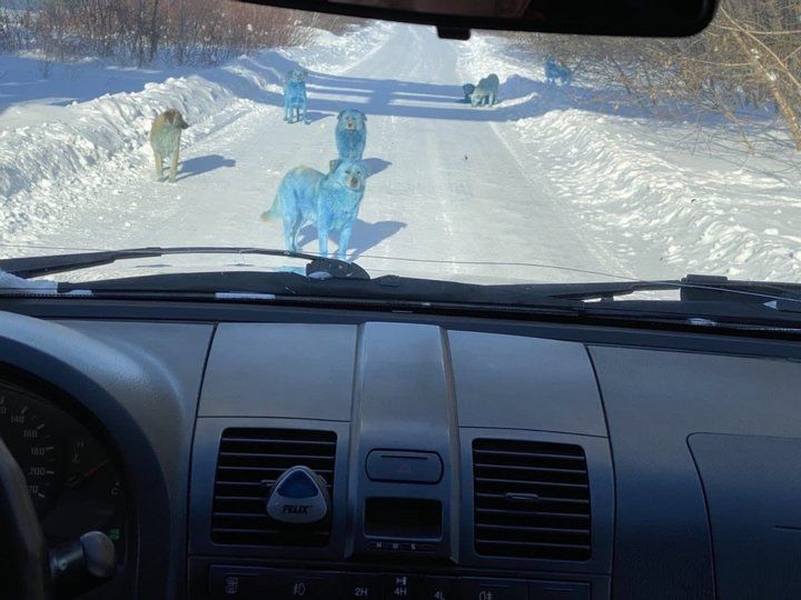 В России появились синие собаки: фото удивительных животных облетели соцсети