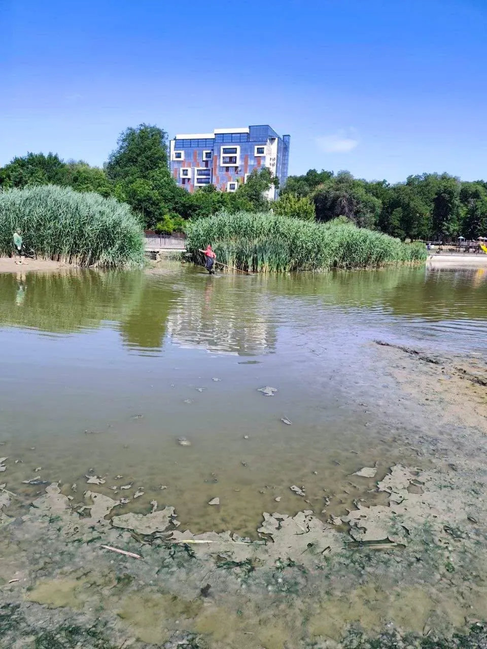 Воду в озере парка «Валя Морилор» очищают от водорослей