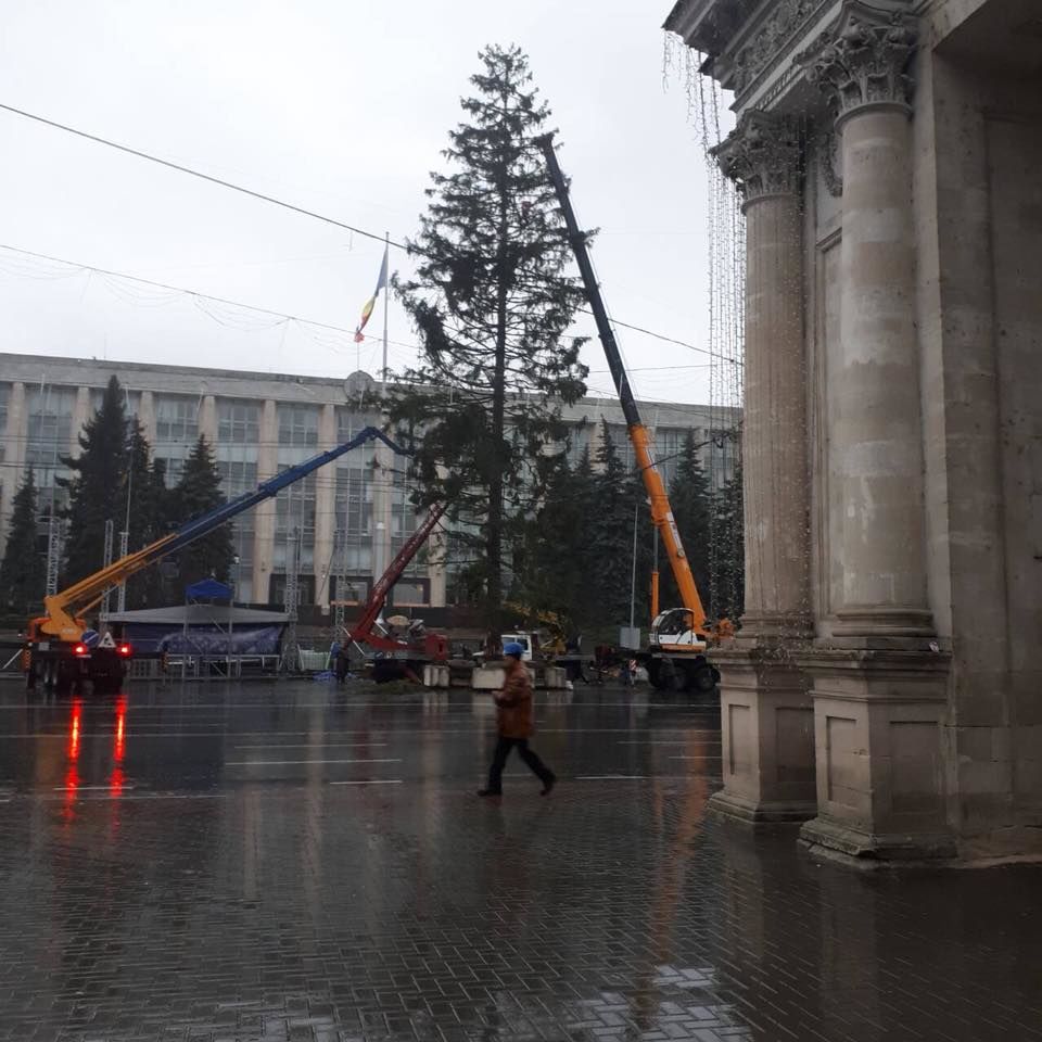 UPDATE: Cum arată bradul ajuns în PMAN. Glume și reacția Silviei Radu