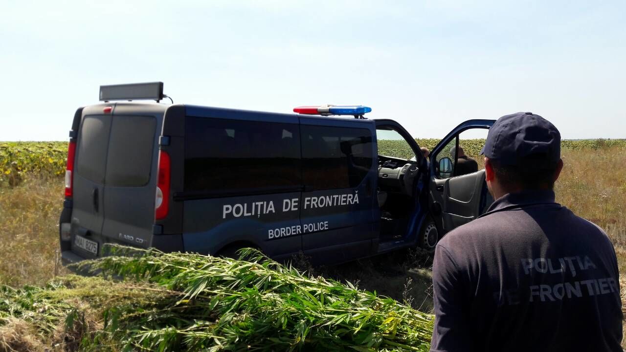 Un nou lan de cânepă, depistat printre plantațiile de floarea-soarelui