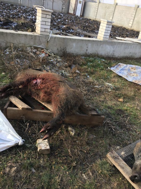 Три жителя Сынжерейского района попались на незаконной охоте на кабанов