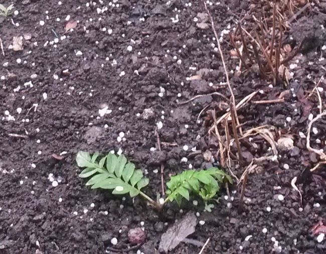 Vreme instabila. Ploua in capitala, iar in unele zone a cazut grindina. Ce temperaturi vom avea in urmatoarele zile