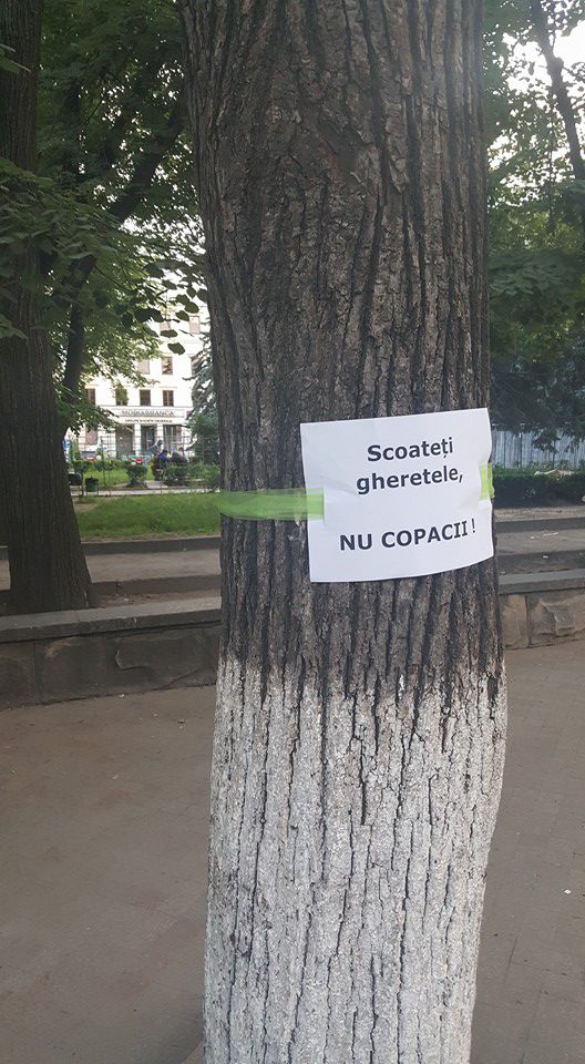В Кишиневе граждане защищают деревья от Киртоакэ