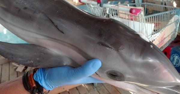 Un pui de delfin eşuat a fost omorât de turiştii care şi-au făcut selfie-uri cu el