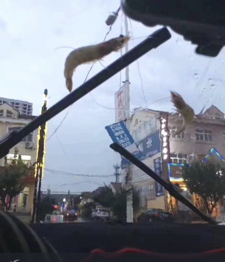 В Китае прошел дождь из креветок и морских звезд