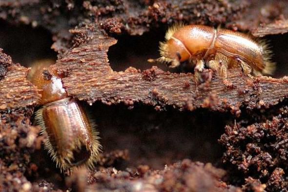 Insecta care pune pe foc cea mai bătrână pădure a Europei