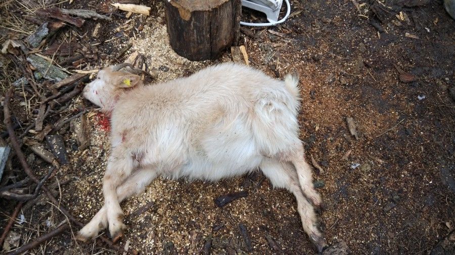 Alertă în Cimișlia: O haită de lupi a atacat o gospodărie