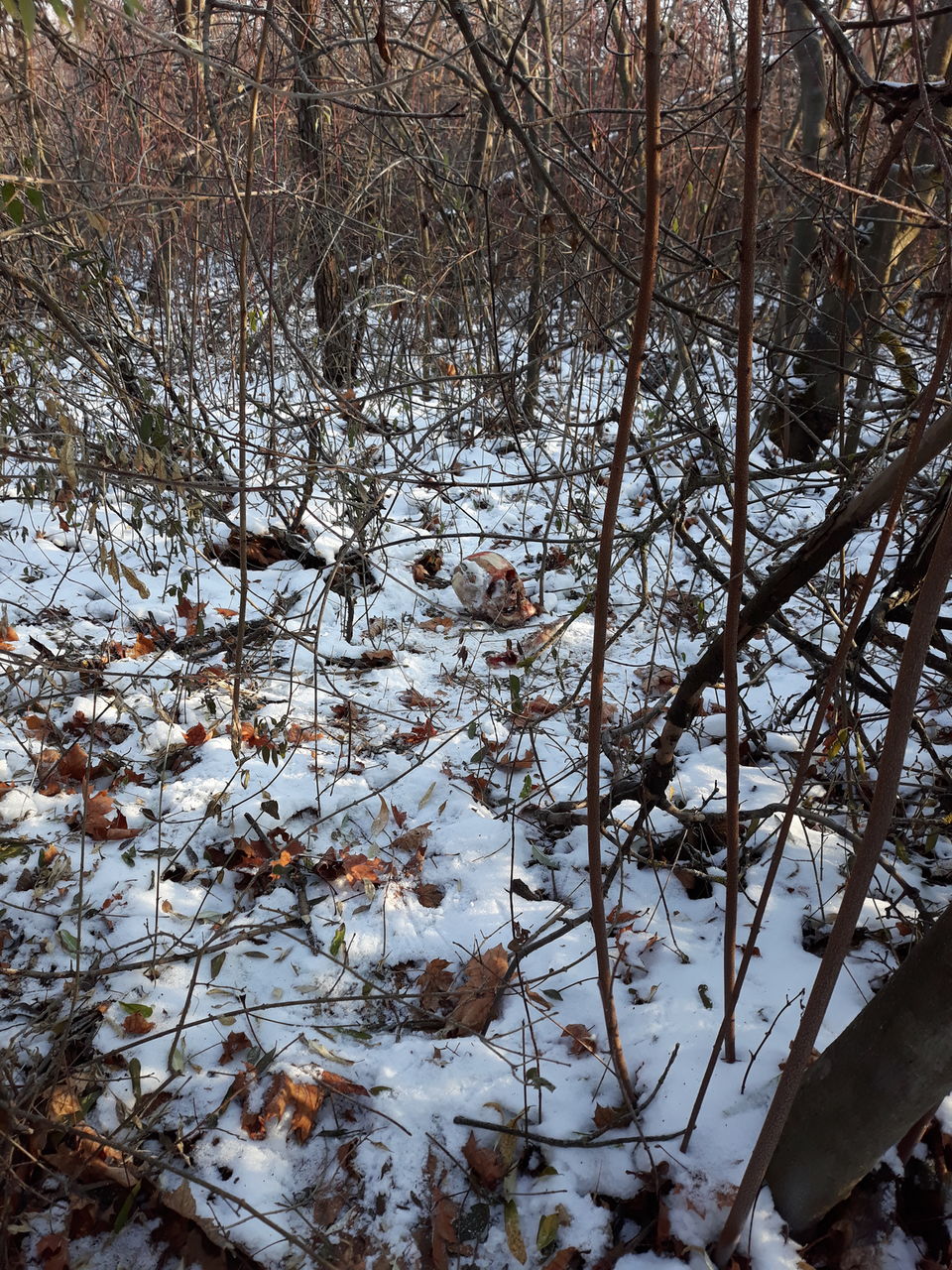 На Чеканах обнаружили человеческий череп