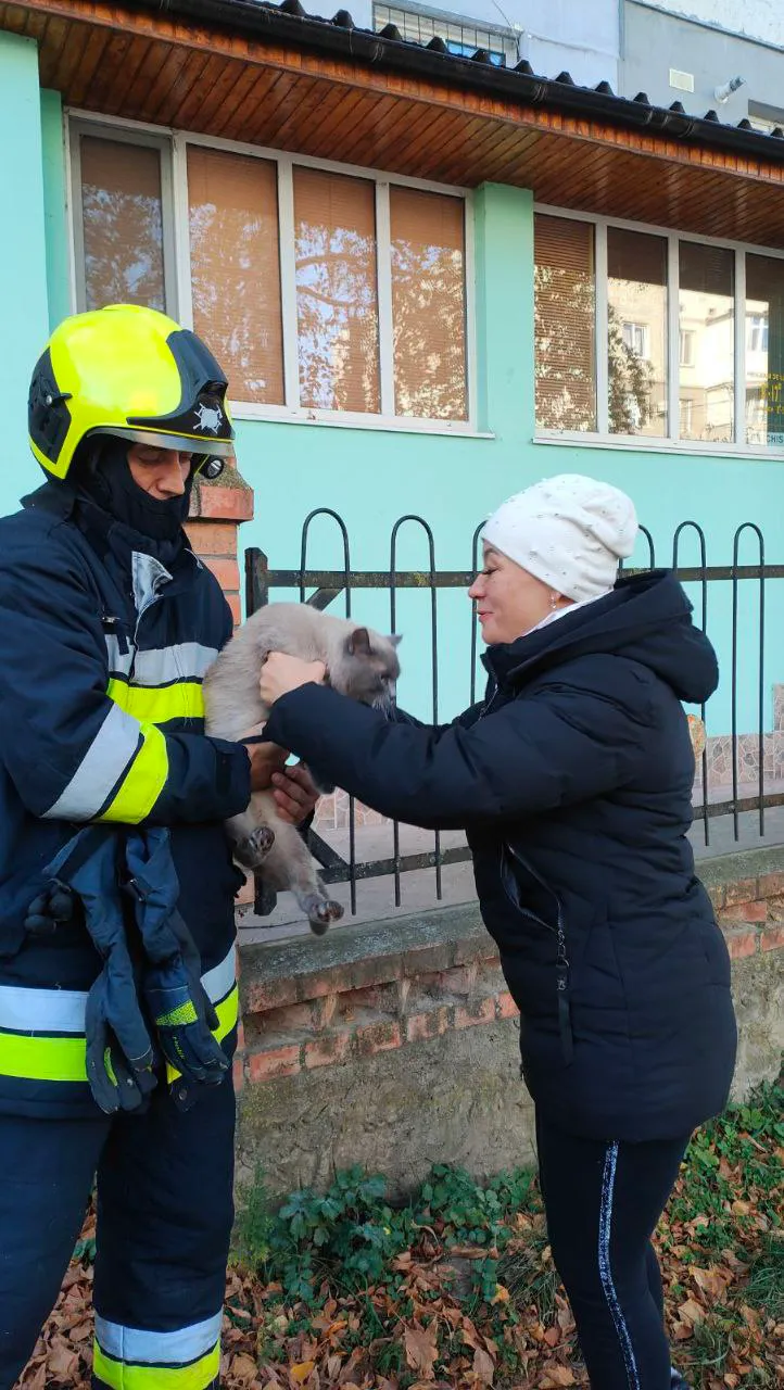 В Каушанском районе спасатели помогли снять с дерева кошку