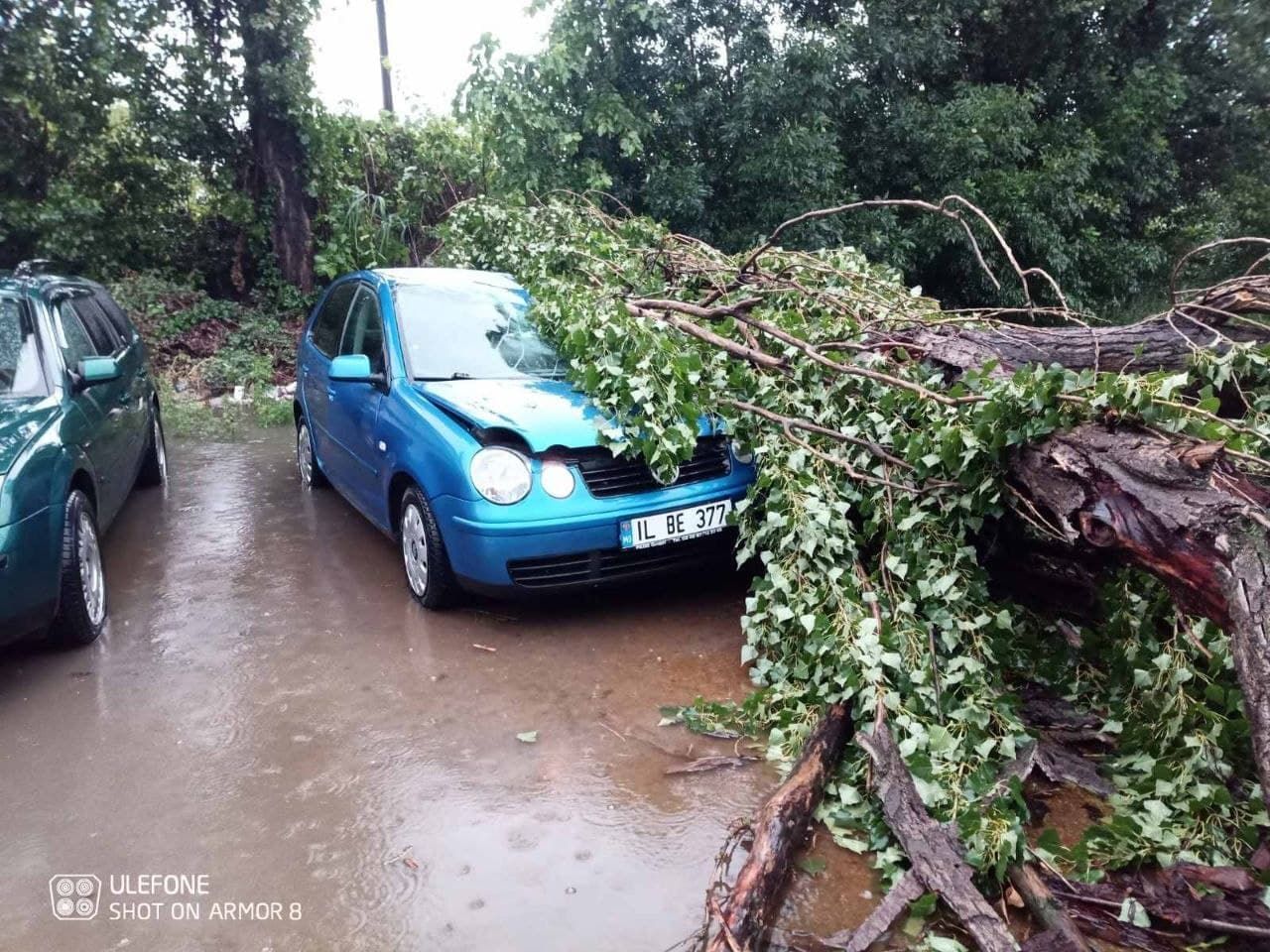 В Кишиневе упавшие деревья повредили автомобили