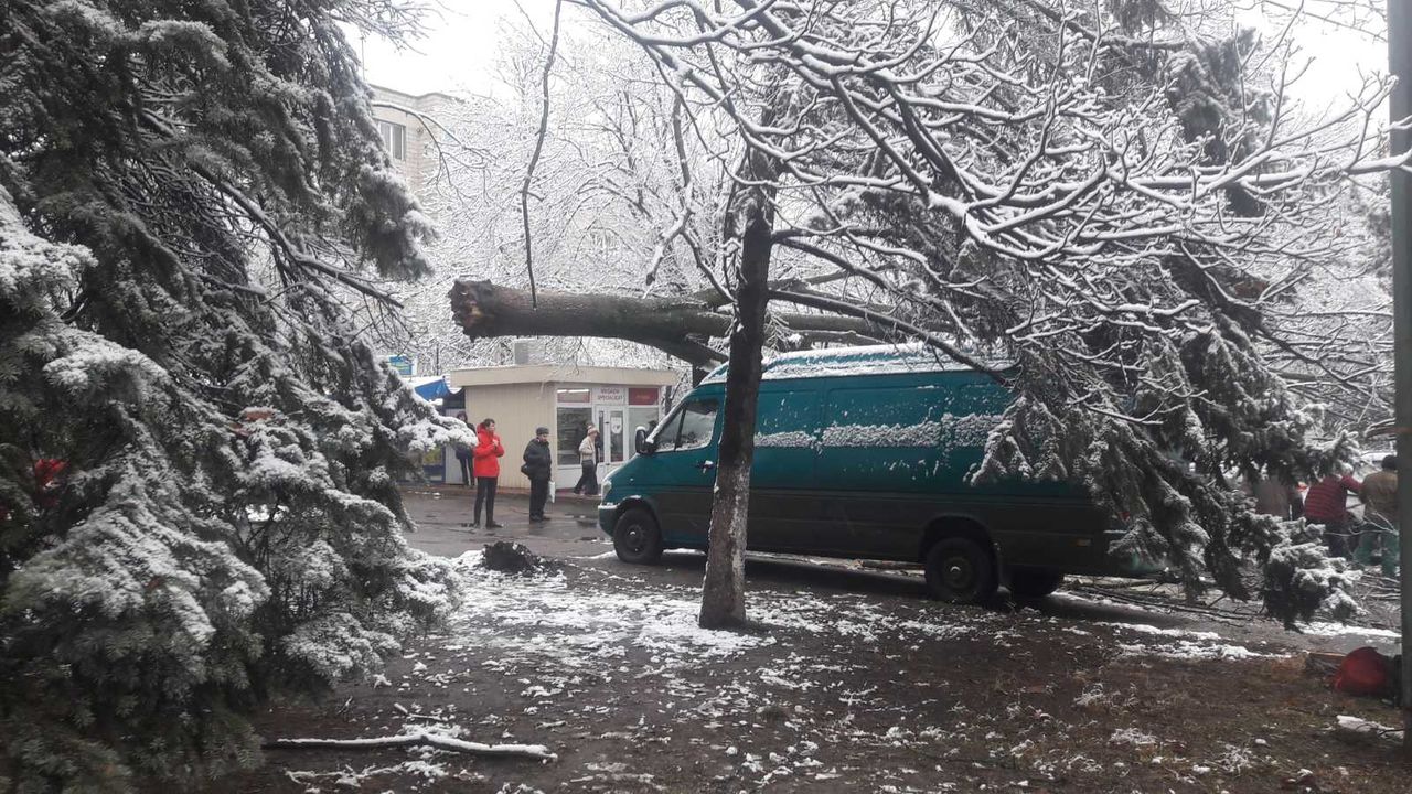 На Ботанике рухнуло дерево и повредило машину