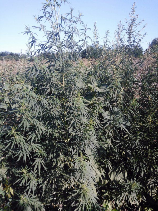 Alte 2 mii de plante de cânepă nimicite la frontiera moldo-română
