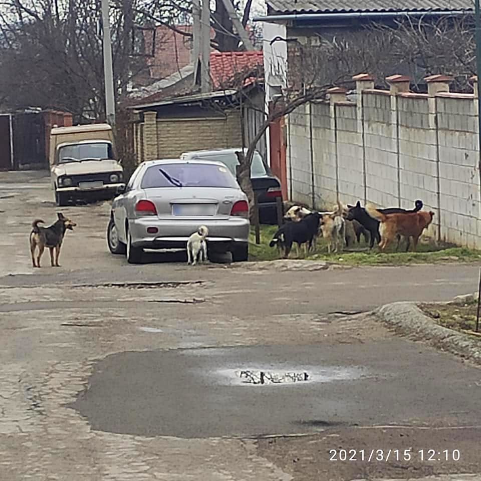 Жителей столицы беспокоит рост численности бродячих собак