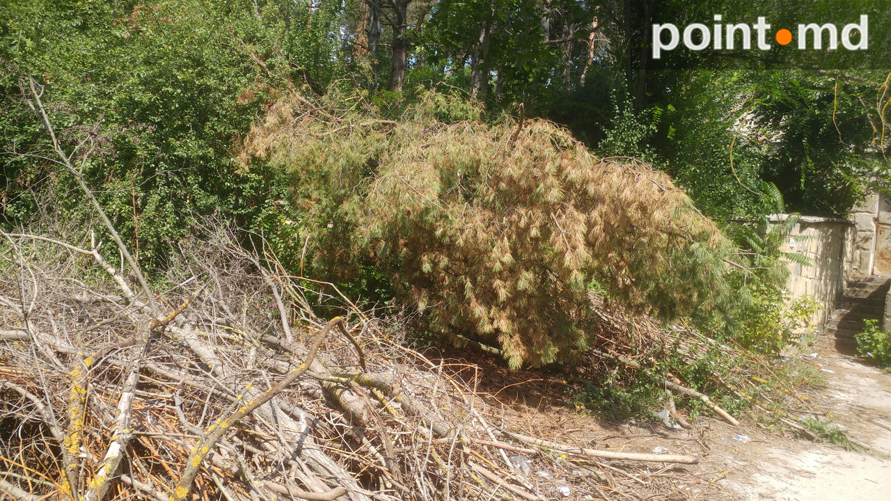 В Долине роз по-прежнему не убраны ветки и полно мусора