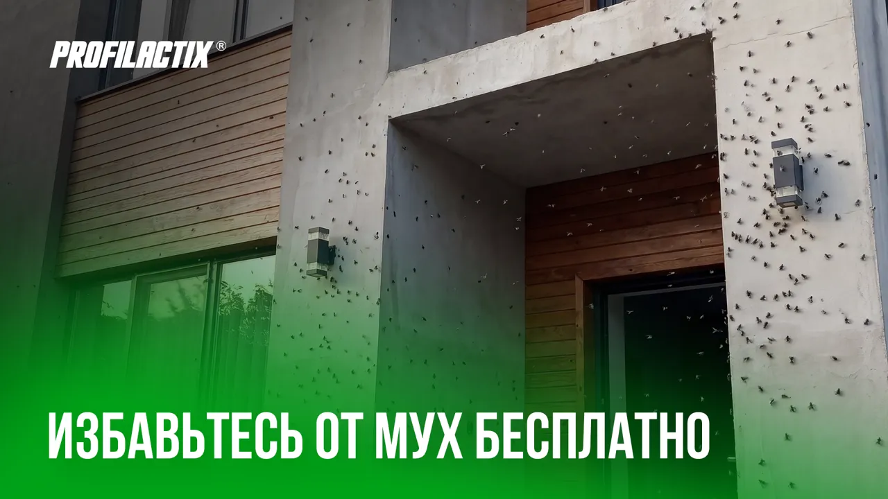 Profilactix: Избавьтесь от мух бесплатно