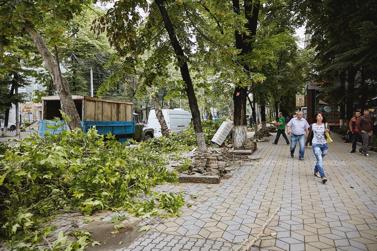 Как выглядит бульвар Штефана чел Маре в процессе рубки деревьев