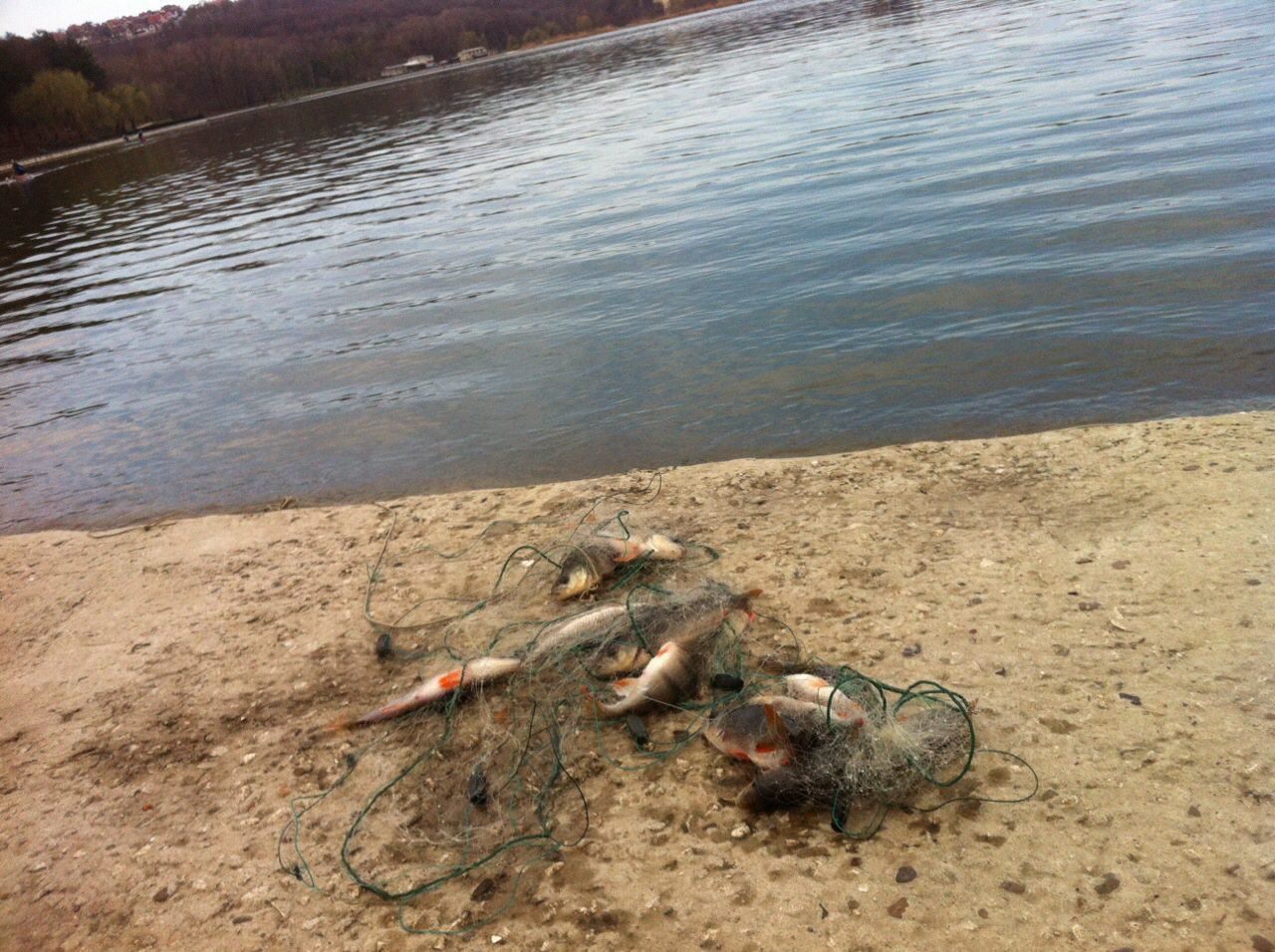 В озере парка Валя Морилор браконьеры ловят рыбу сетями