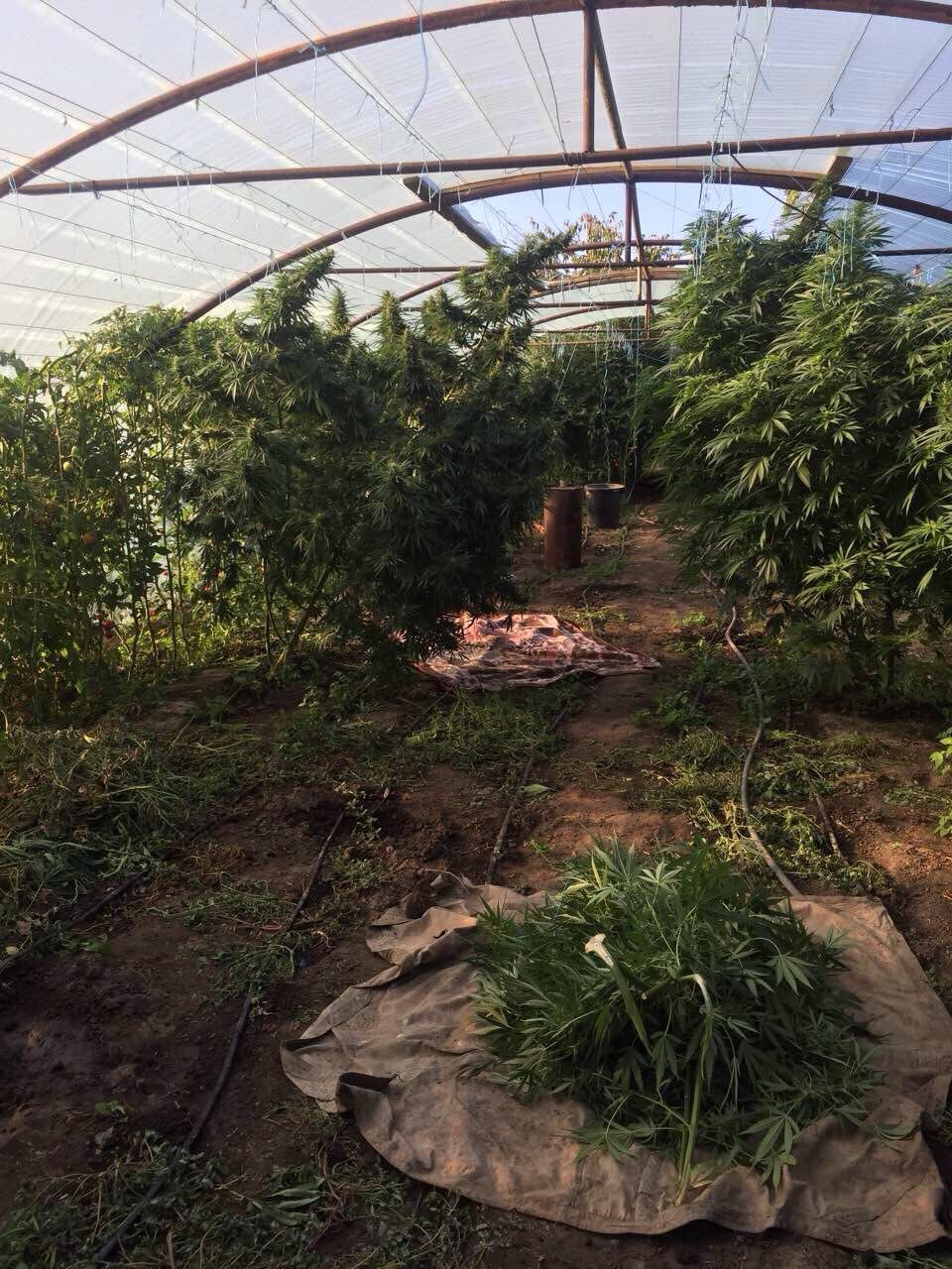 Un alt funcționar public implicat în circulația ilegală de droguri în proporții deosebit de mari
